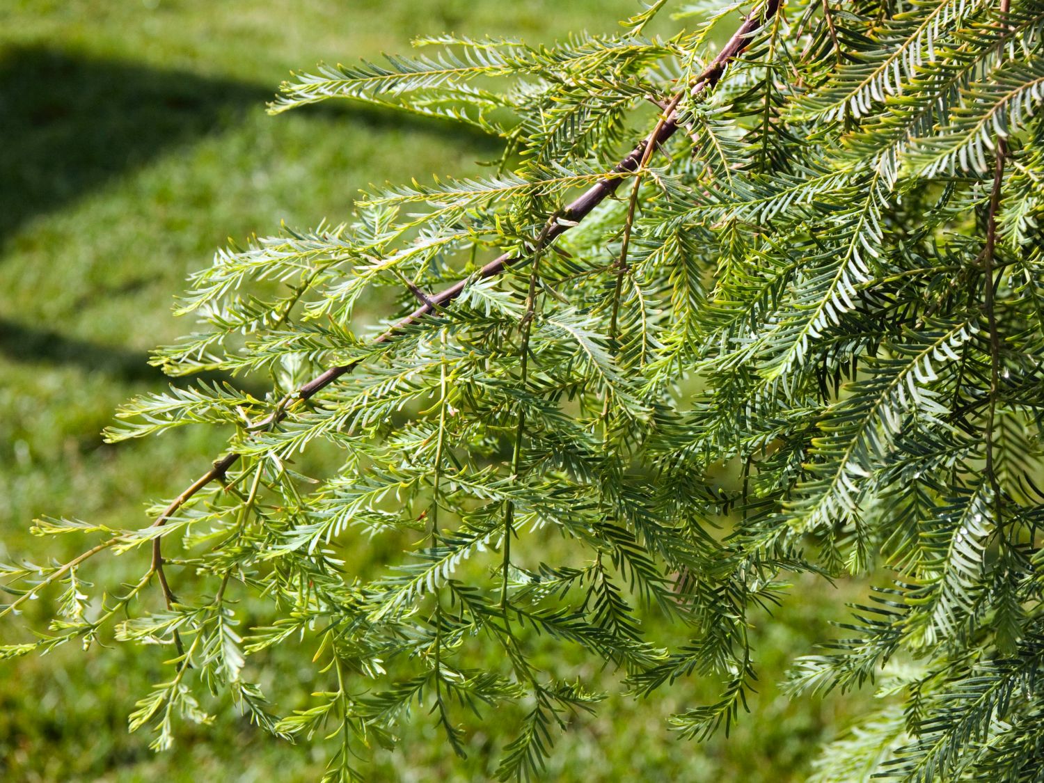 Chinesisches Rotholz 'Miss Grace' - Metasequoia glyptostroboides 'Miss Grace'