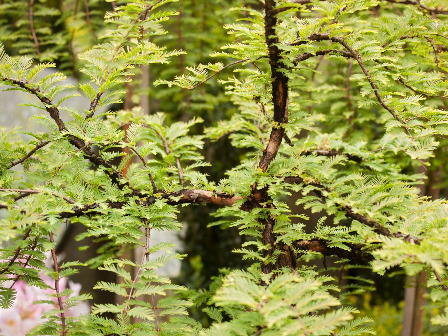 Chinesisches Rotholz 'Miss Grace' - Metasequoia glyptostroboides 'Miss Grace'