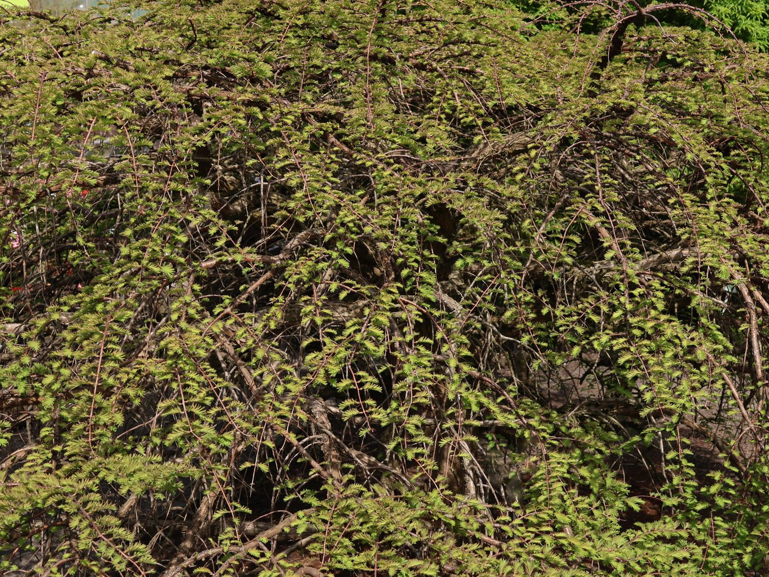 Chinesisches Rotholz 'Miss Grace' - Metasequoia glyptostroboides 'Miss Grace'