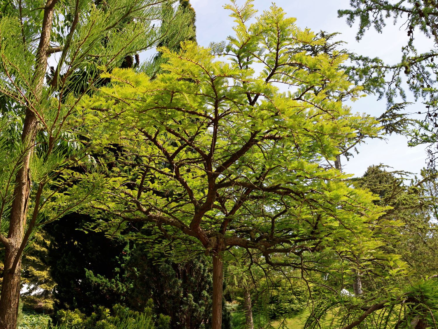 Chinesisches Rotholz 'Miss Grace' - Metasequoia glyptostroboides 'Miss Grace'