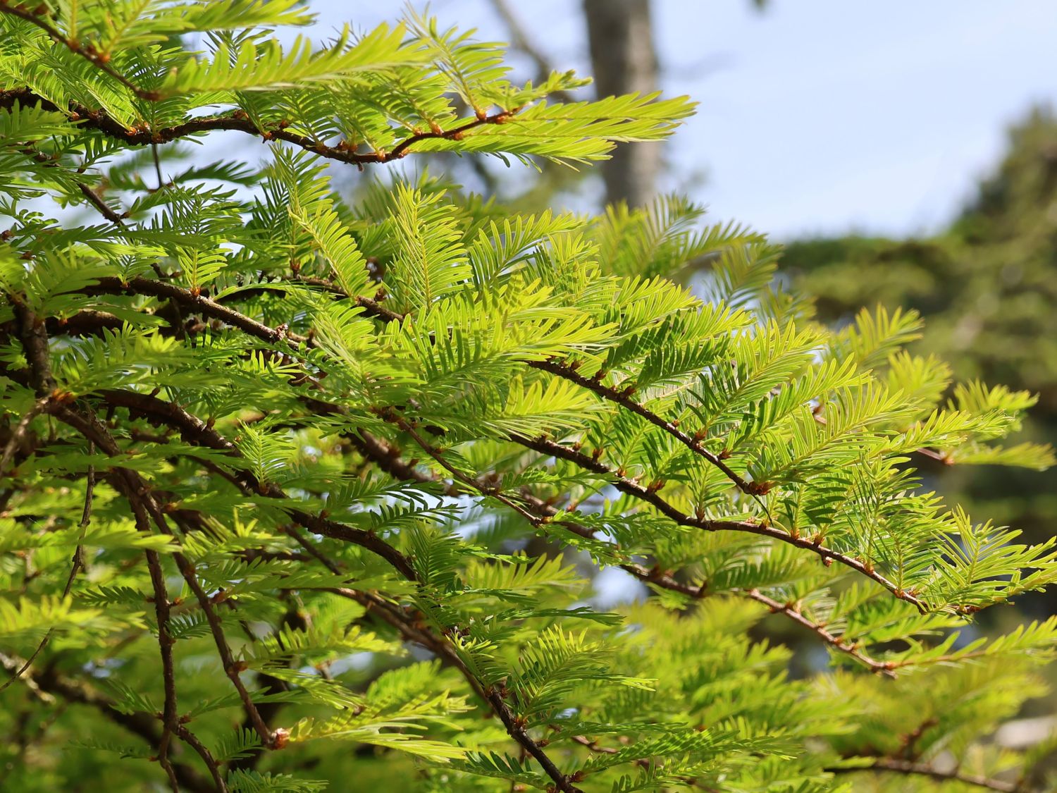 Chinesisches Rotholz 'Miss Grace' - Metasequoia glyptostroboides 'Miss Grace'