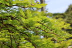 Chinesisches Rotholz 'Miss Grace' - Metasequoia glyptostroboides 'Miss Grace'