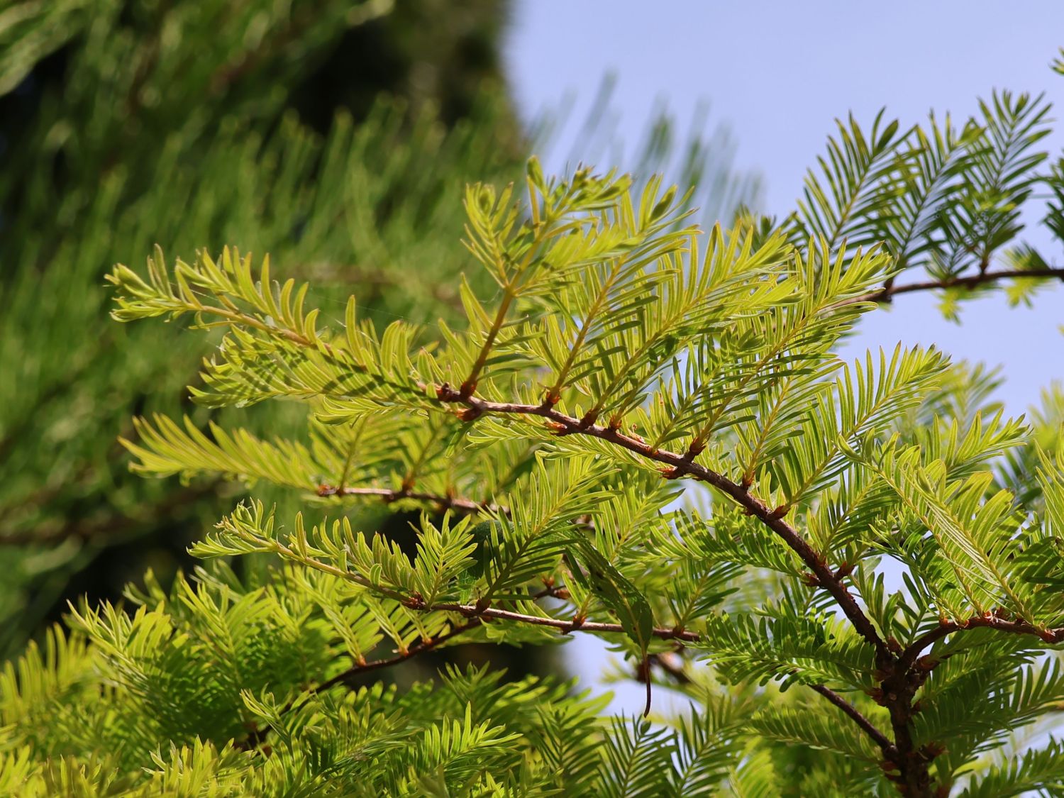 Chinesisches Rotholz 'Miss Grace' - Metasequoia glyptostroboides 'Miss Grace'