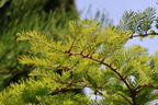 Chinesisches Rotholz 'Miss Grace' - Metasequoia glyptostroboides 'Miss Grace'