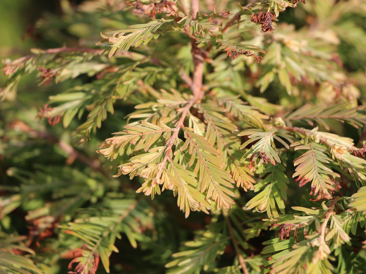 Chinesisches Rotholz 'Schirrmanns Nordlicht'