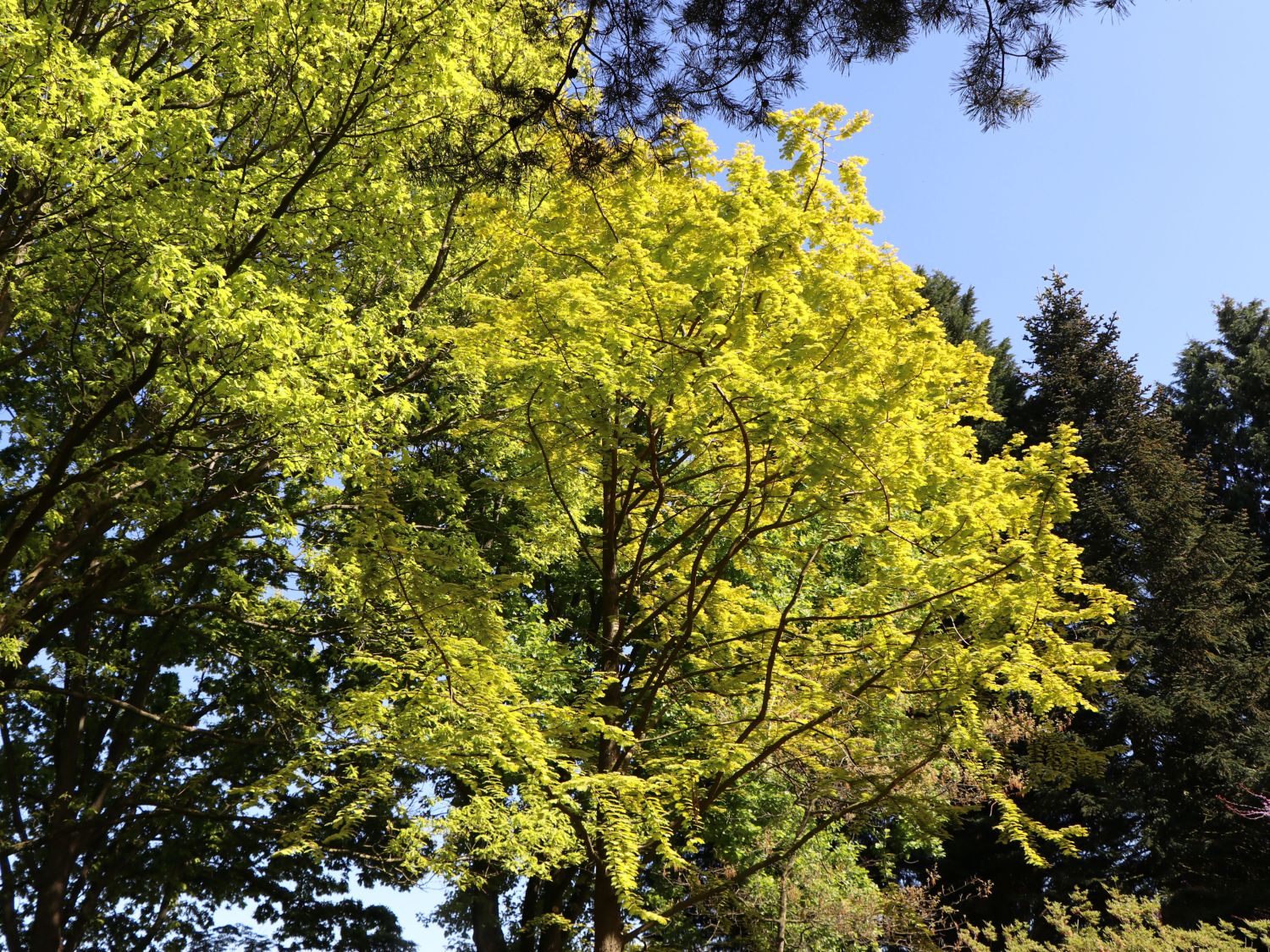 Chinesisches Rotholz / Urwelt-Mammutbaum 'Gold Rush'