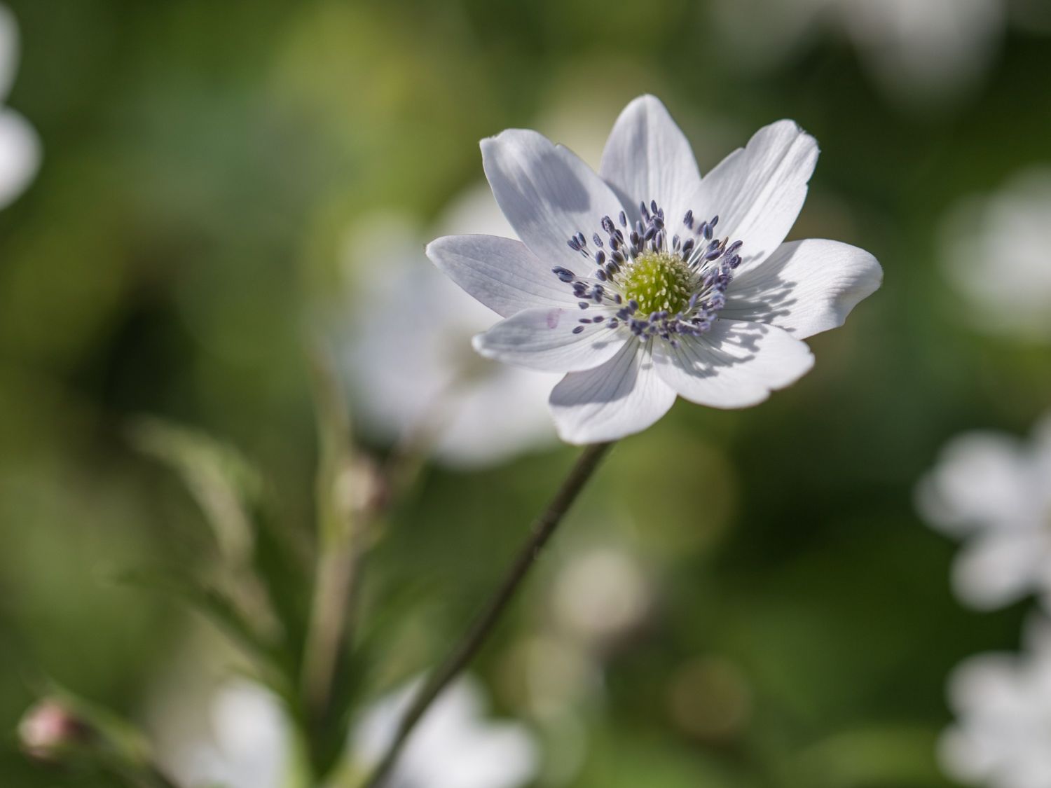 Chinesisches Sommer-Windröschen