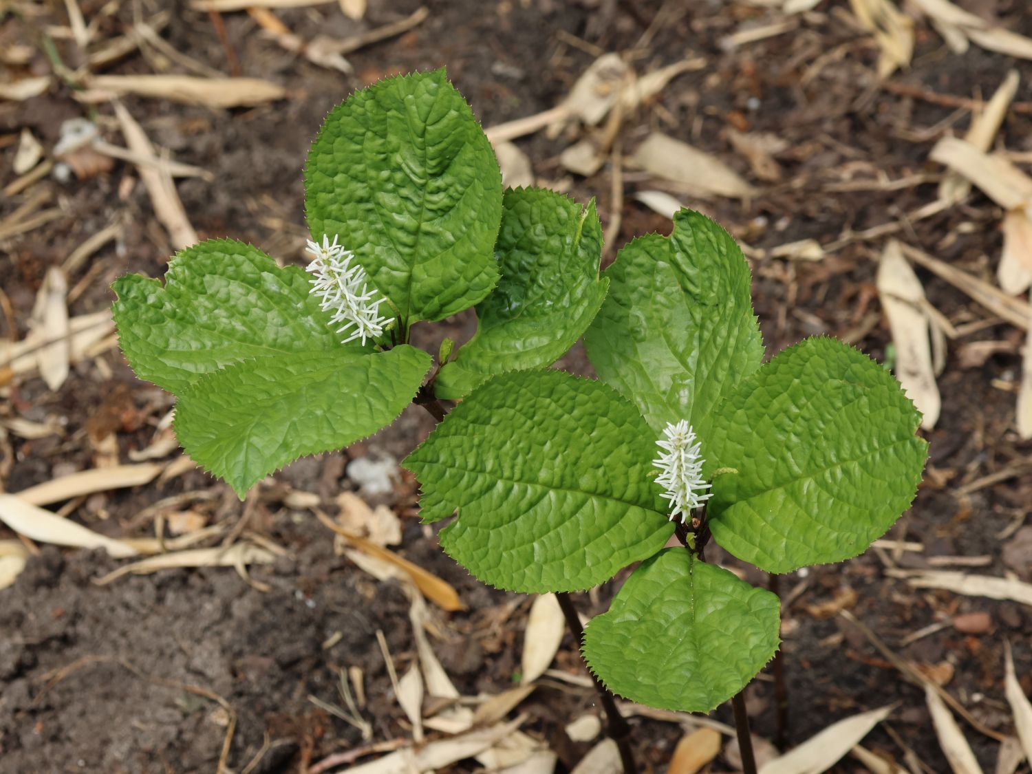 Chloranthales (Chloranthales)