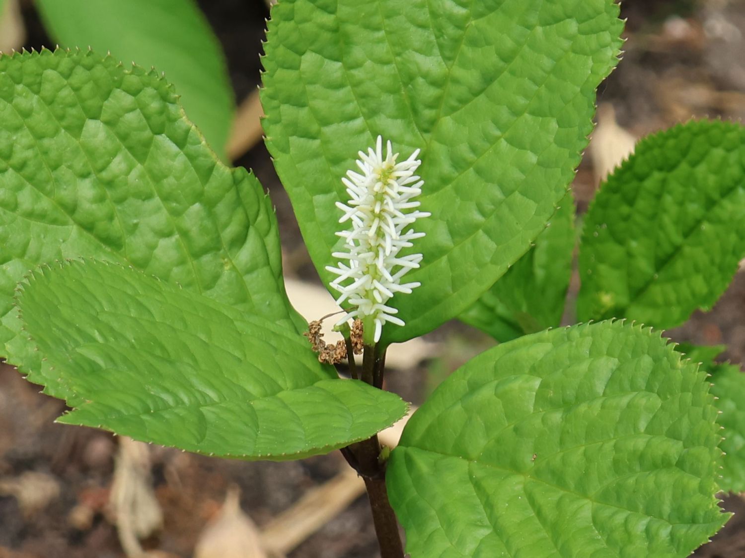 Chloranthaceae (Chloranthaceae)