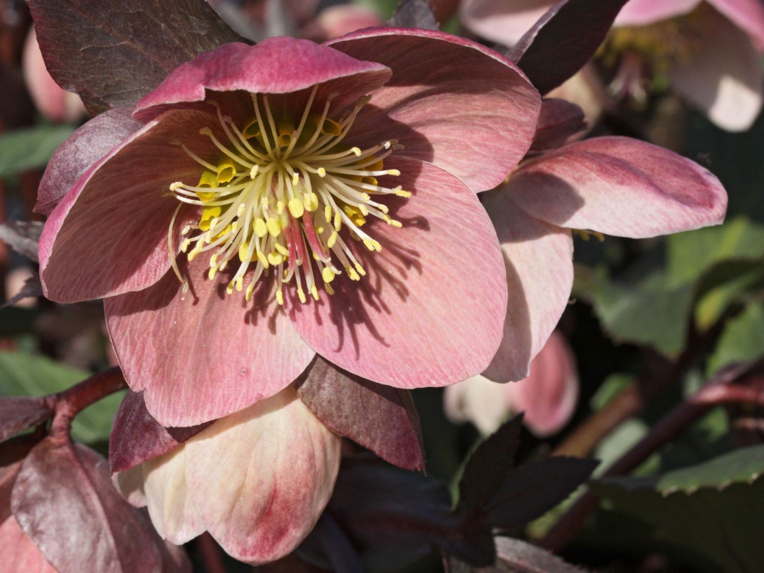 Christrose 'HGC Pink Frost'