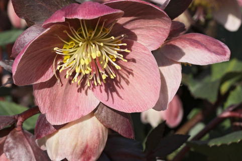 Christrose 'HGC Pink Frost' - Helleborus x ericsmithii 'HGC Pink Frost'