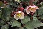 Christrose 'HGC Pink Frost' - Helleborus x ericsmithii 'HGC Pink Frost'