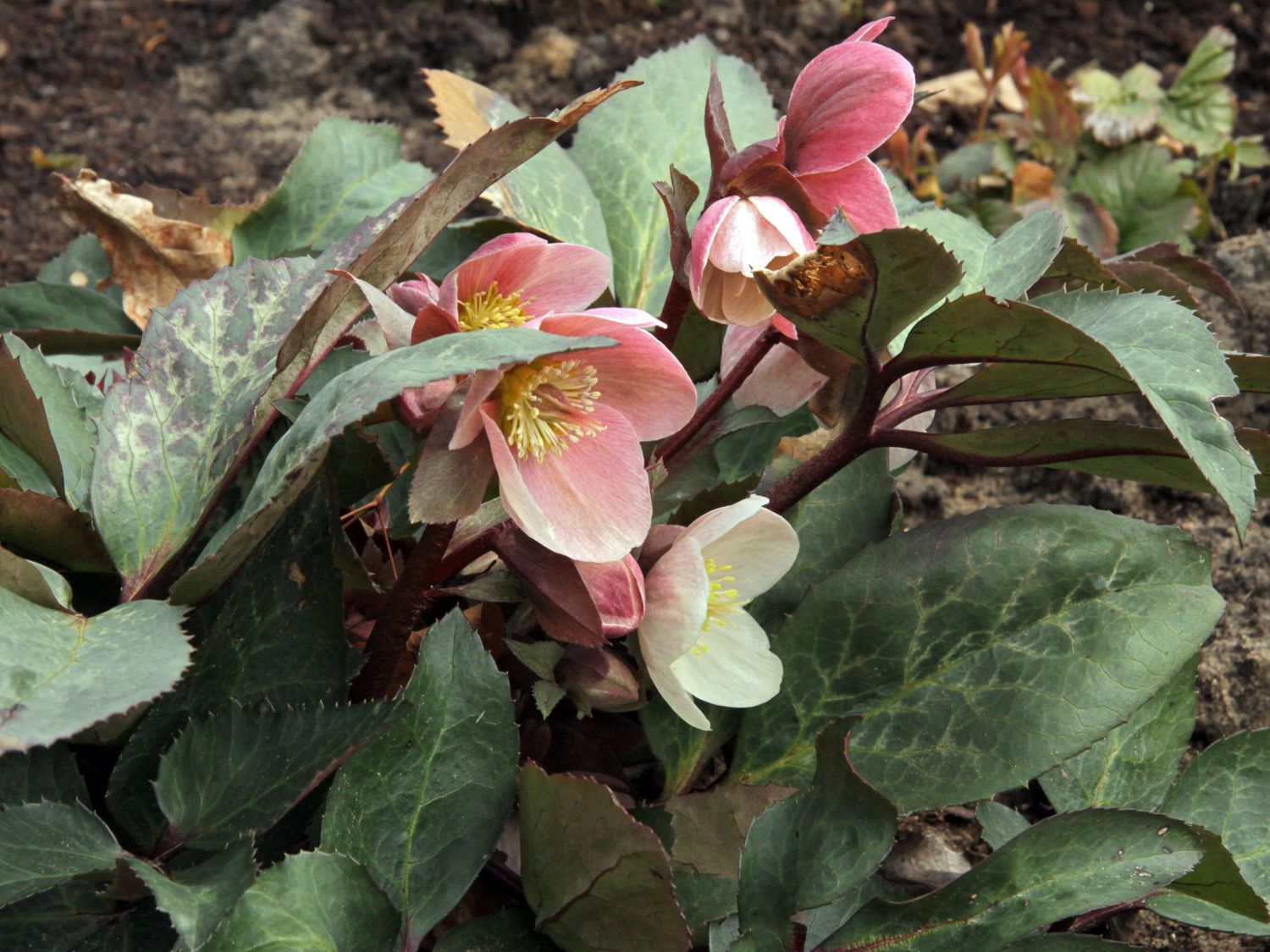 Nieswurz (Helleborus)