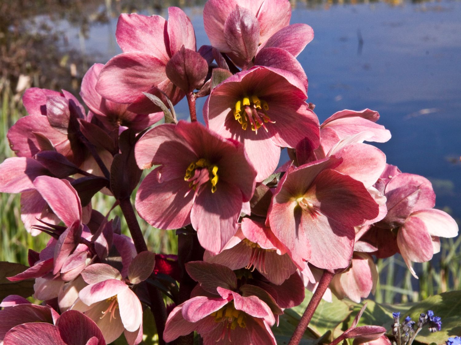 Christrose 'HGC Pink Frost' - Helleborus x ericsmithii 'HGC Pink Frost'