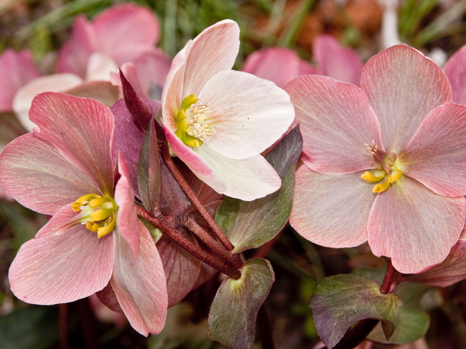 Christrose 'HGC Pink Frost' - Helleborus x ericsmithii 'HGC Pink Frost'