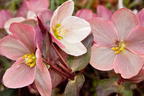 Christrose 'HGC Pink Frost' - Helleborus x ericsmithii 'HGC Pink Frost'