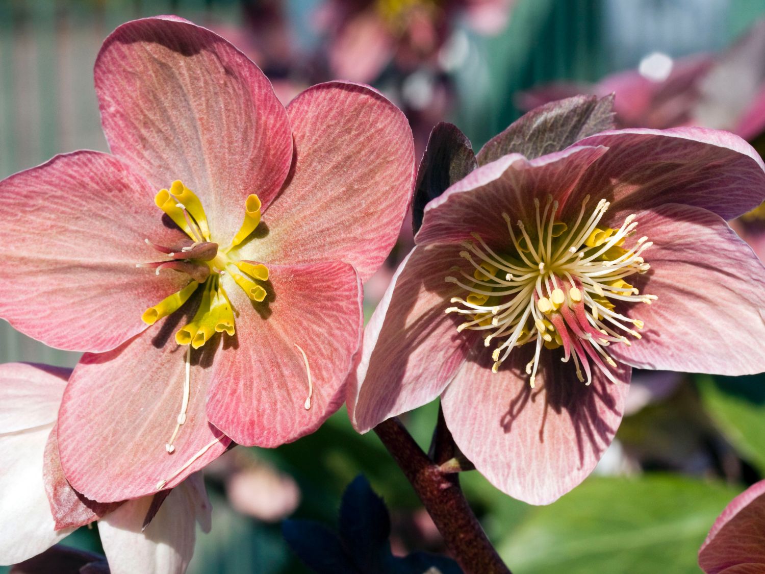 Christrose 'HGC Pink Frost' - Helleborus x ericsmithii 'HGC Pink Frost'
