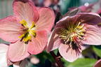 Christrose 'HGC Pink Frost' - Helleborus x ericsmithii 'HGC Pink Frost'