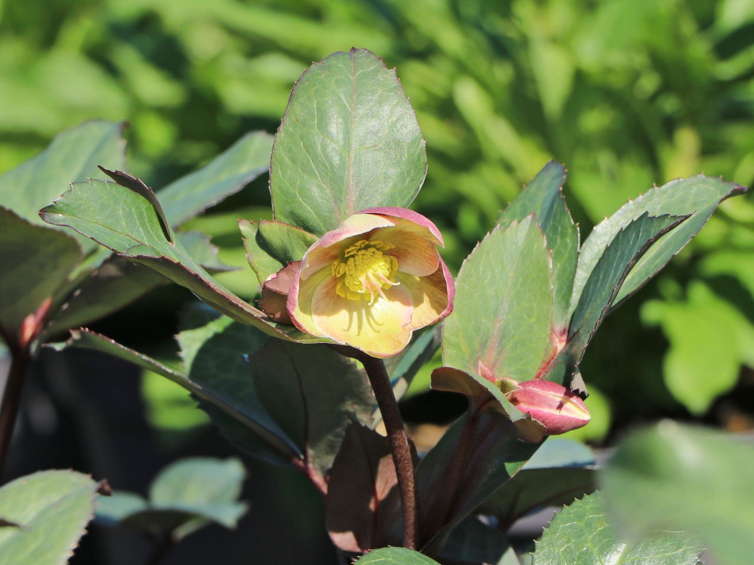 Christrose 'HGC Pink Frost' - Helleborus x ericsmithii 'HGC Pink Frost'