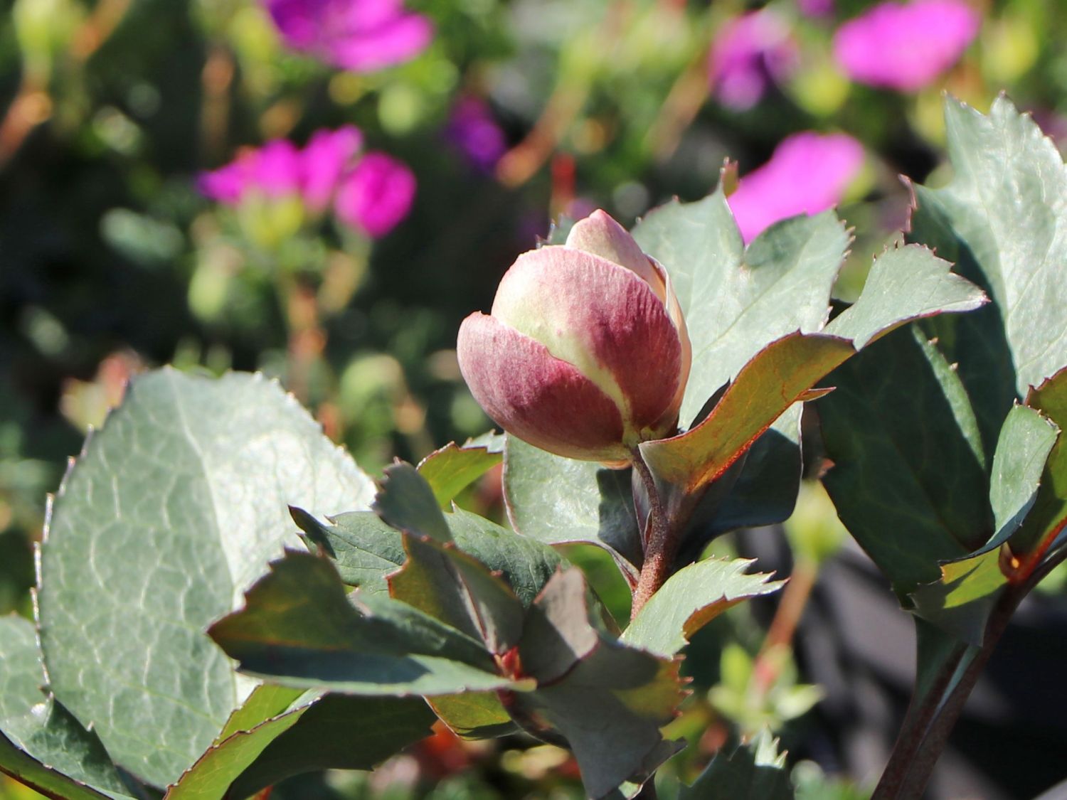 Christrose 'HGC Pink Frost' - Helleborus x ericsmithii 'HGC Pink Frost'