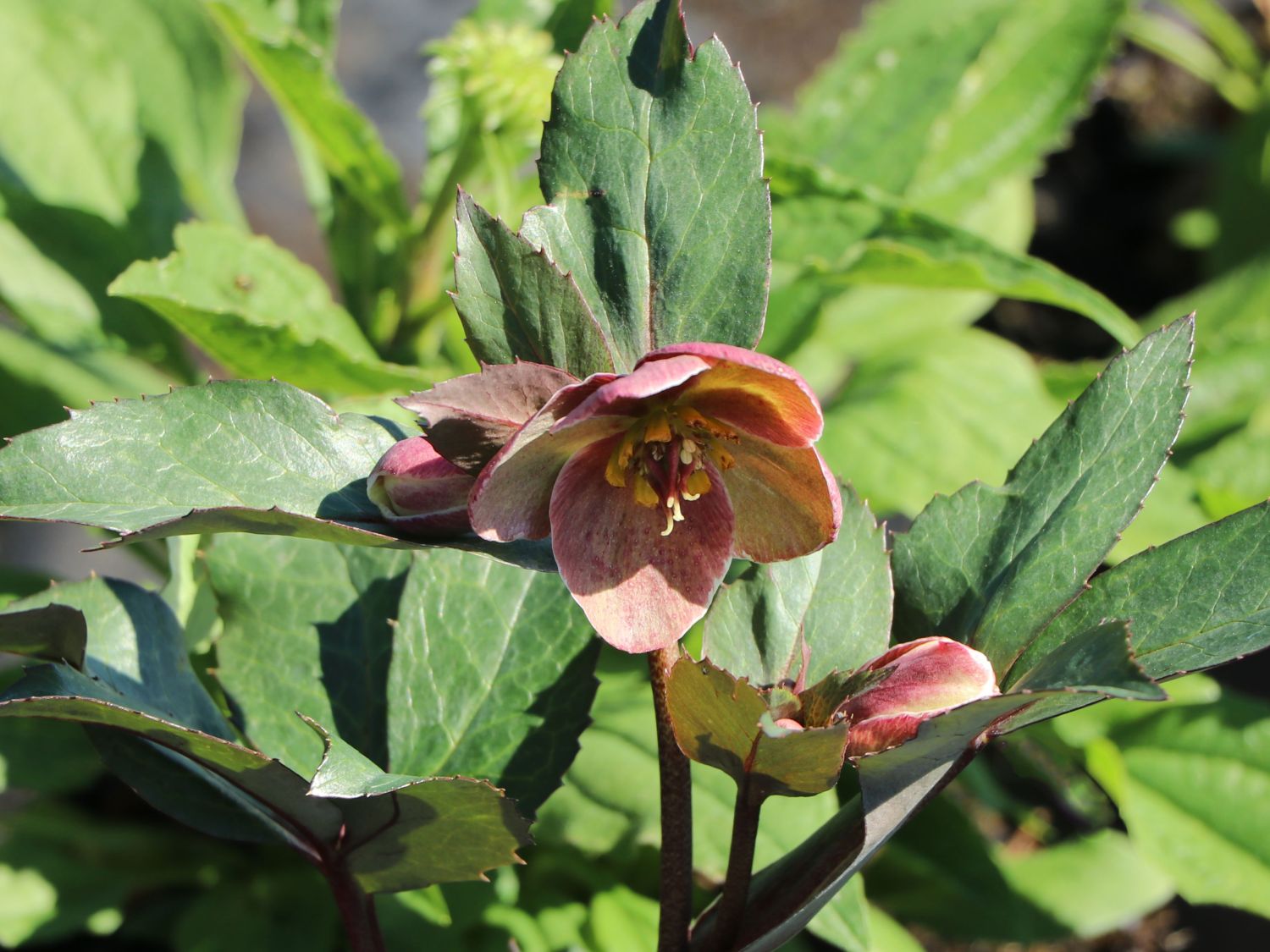 Christrose 'HGC Pink Frost' - Helleborus x ericsmithii 'HGC Pink Frost'