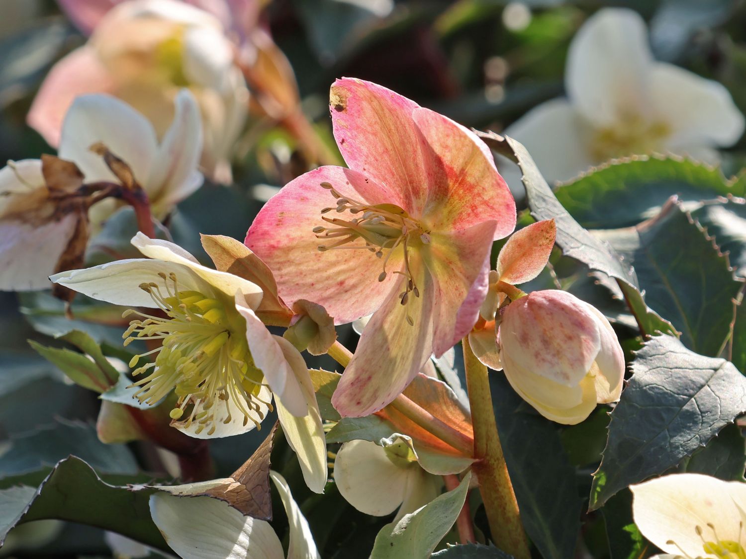 Christrose 'HGC Pink Frost' - Helleborus x ericsmithii 'HGC Pink Frost'