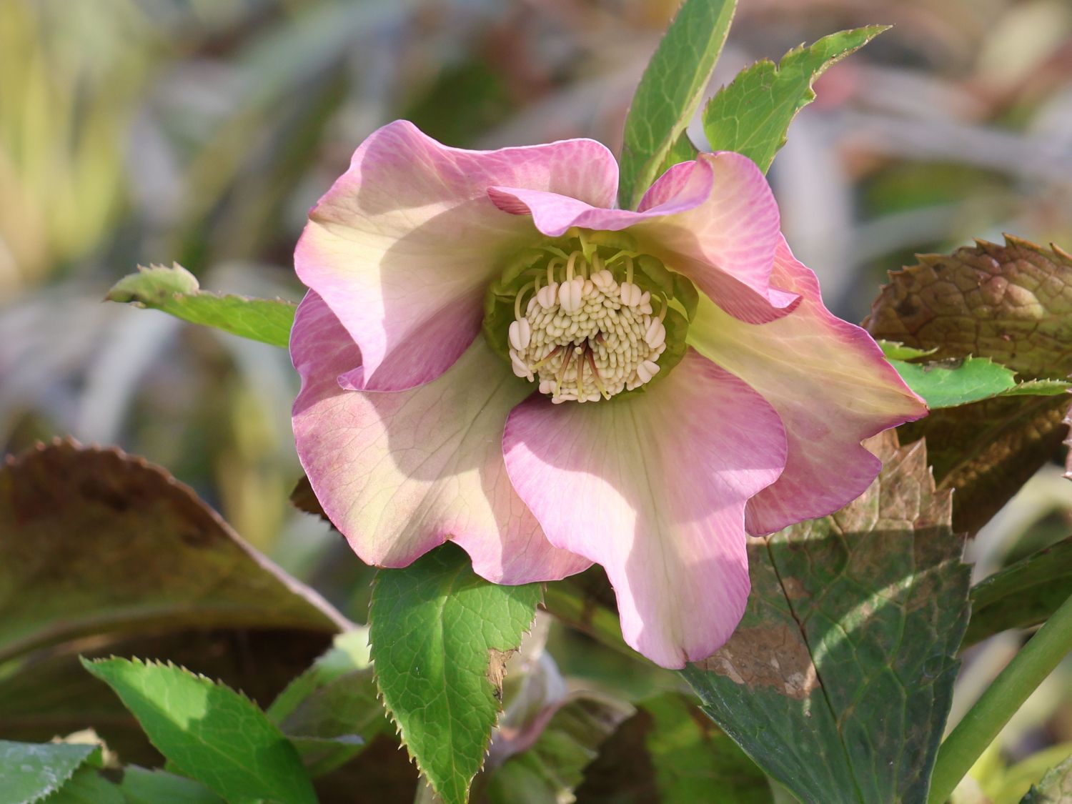 Christrose 'Pretty Ellen Pink'