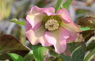 Christrose 'Pretty Ellen Pink'
