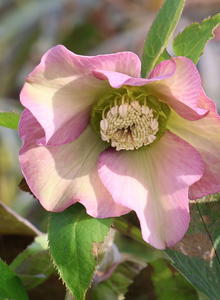 Christrose 'Pretty Ellen Pink'