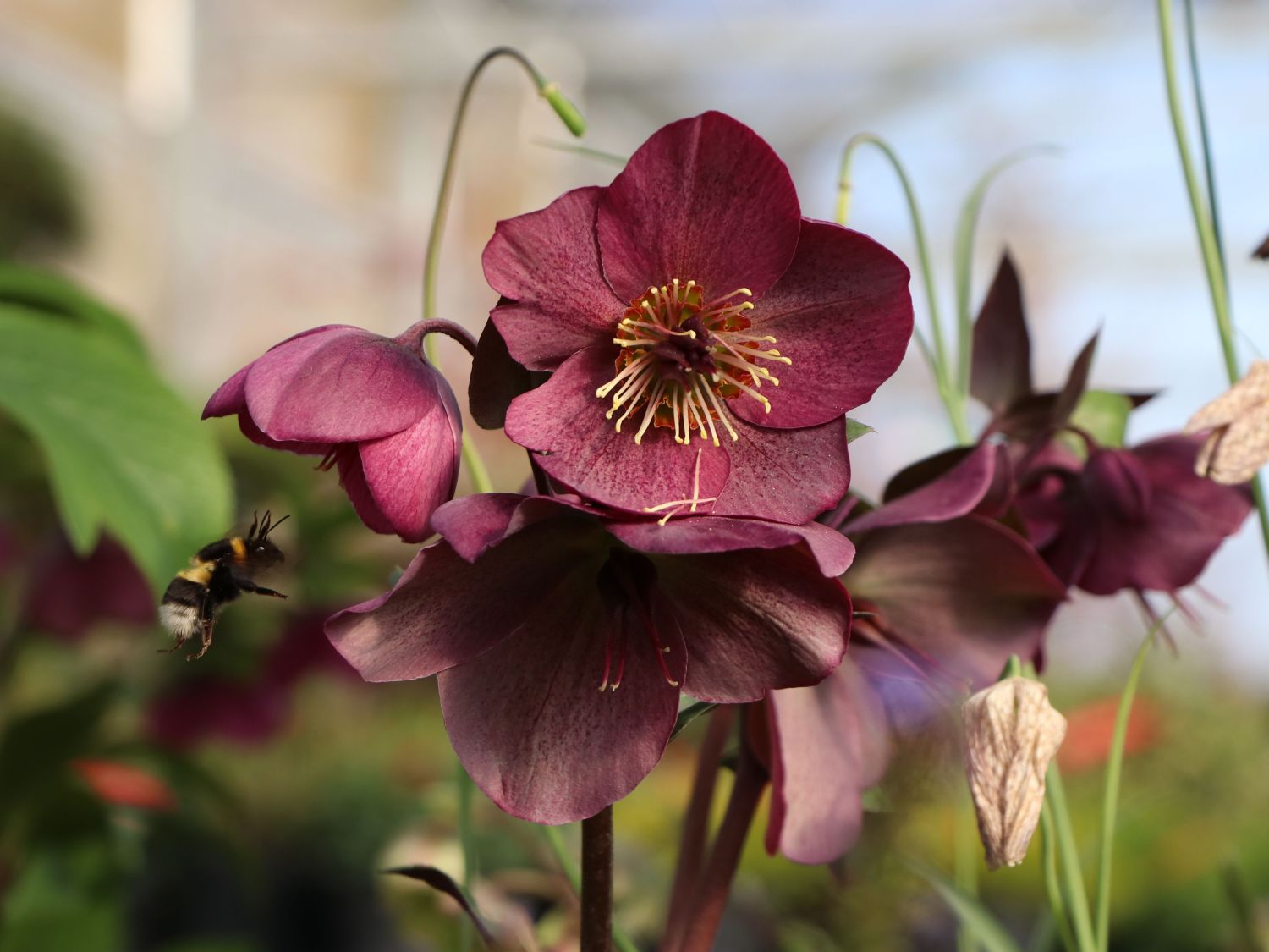 Christrose 'Star of Passion'