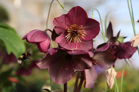 Christrose 'Star of Passion' - Helleborus x orientalis 'Star of Passion'