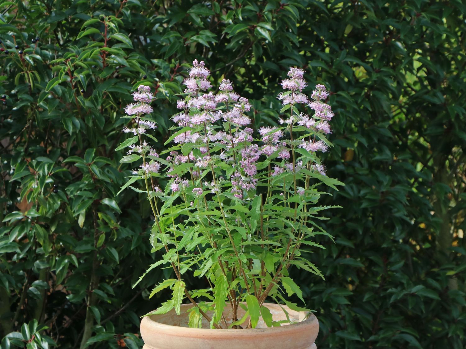 Clandon-Bartblume 'Pink Perfection' - Caryopteris x clandonensis 'Pink Perfection'