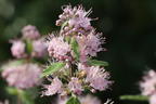 Clandon-Bartblume 'Pink Perfection' - Caryopteris x clandonensis 'Pink Perfection'