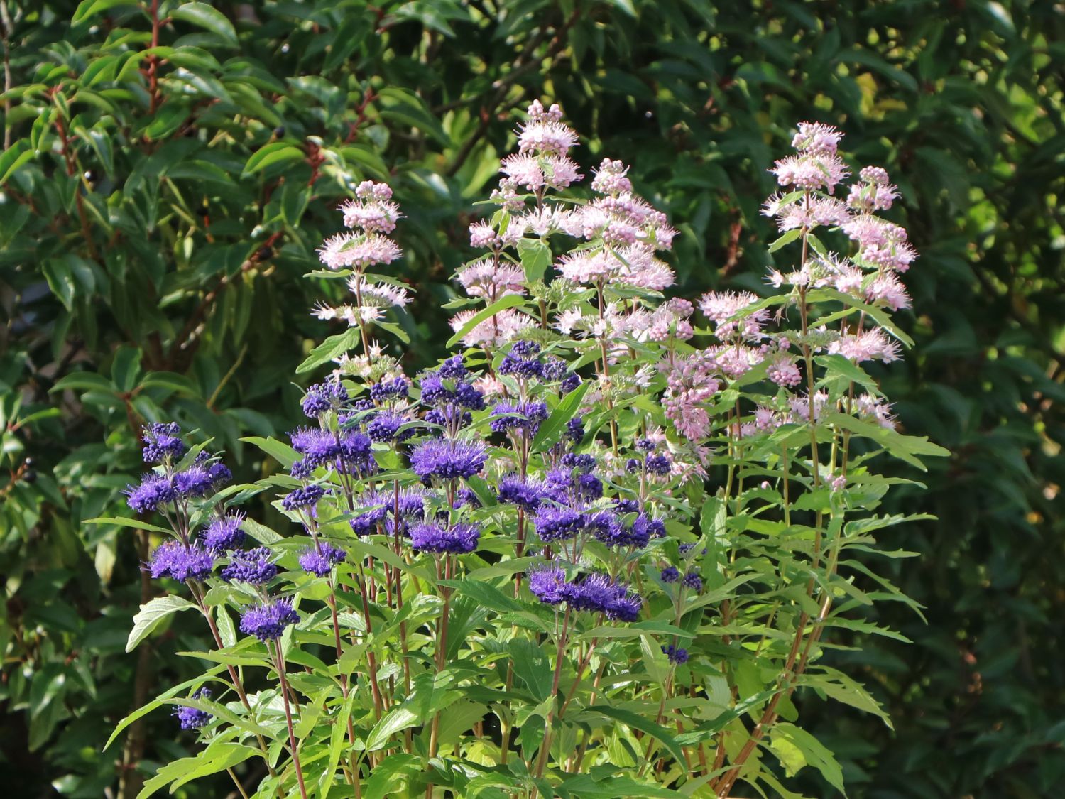 Clandon-Bartblume 'Pink Perfection' - Caryopteris x clandonensis 'Pink Perfection'