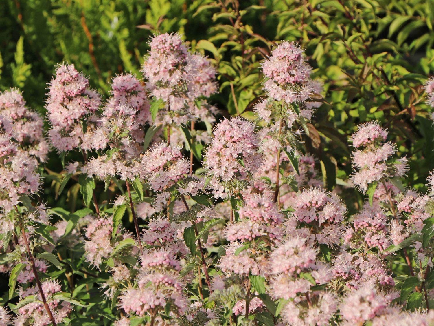 Clandon-Bartblume 'Pink Perfection' - Caryopteris x clandonensis 'Pink Perfection'
