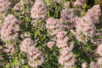 Clandon-Bartblume 'Pink Perfection' - Caryopteris x clandonensis 'Pink Perfection'