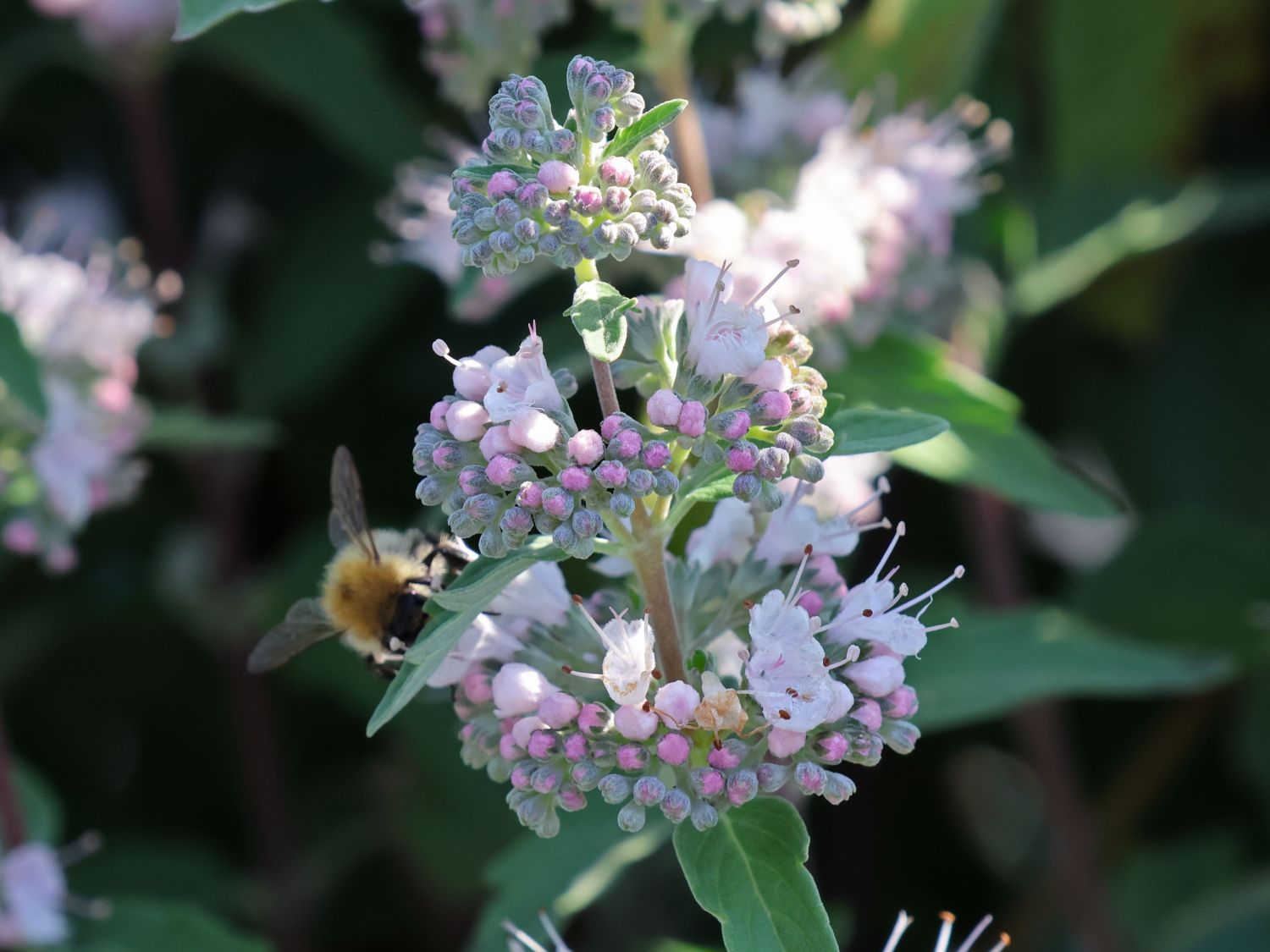 Clandon-Bartblume 'Pink Perfection' - Caryopteris x clandonensis 'Pink Perfection'