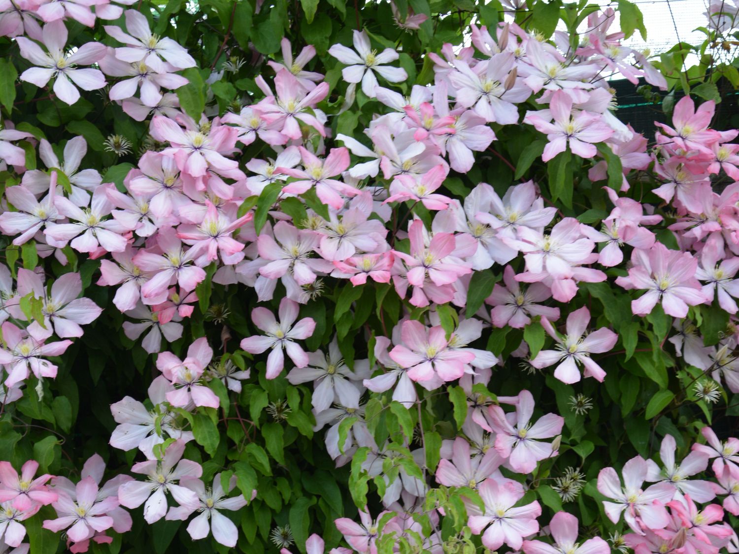 Clematis 'Ai-Nor'