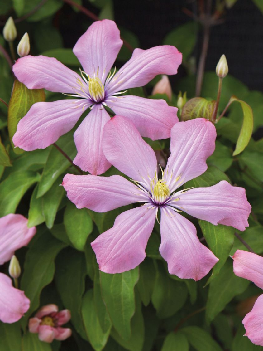 Clematis 'Ai-Nor' - Clematis 'Ai-Nor'