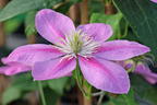 Clematis 'Alaina' - Clematis 'Alaina'