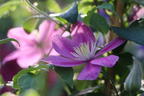 Clematis 'Alaina' - Clematis 'Alaina'