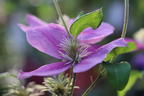 Clematis 'Alaina' - Clematis 'Alaina'