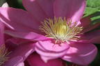 Clematis 'Alaina' - Clematis 'Alaina'