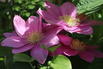 Clematis 'Alaina' - Clematis 'Alaina'