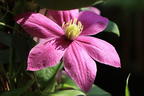 Clematis 'Alaina' - Clematis 'Alaina'