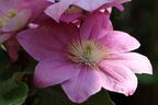 Clematis 'Alaina' - Clematis 'Alaina'