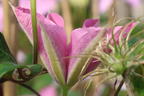 Clematis 'Alaina' - Clematis 'Alaina'