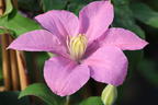 Clematis 'Alaina' - Clematis 'Alaina'
