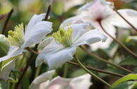 Clematis 'Alexander'
