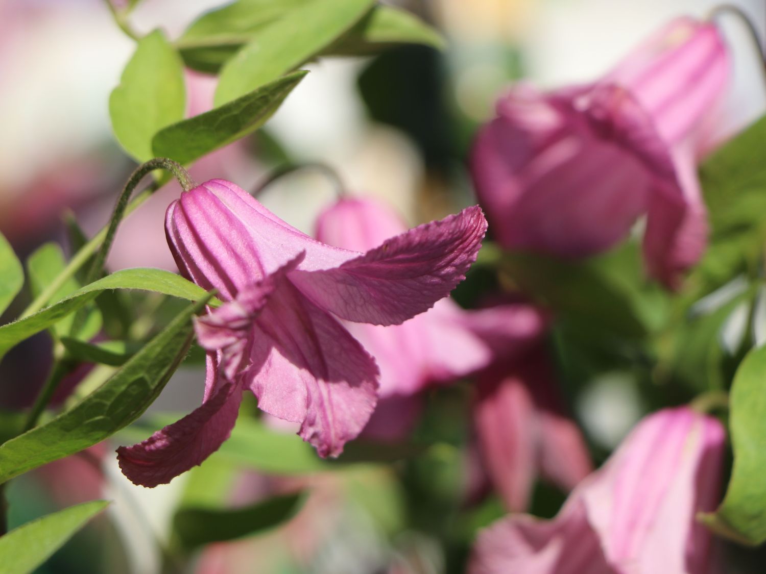 Clematis 'Alyonushka' - Clematis integrifolia 'Alyonushka'